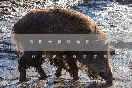 信用卡花唄逾期了會有什么影響(辦信用卡跟花唄逾期有影響嗎)
