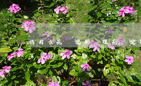 信用卡花唄逾期處理(花唄逾期了信用卡會(huì)受影響嗎)