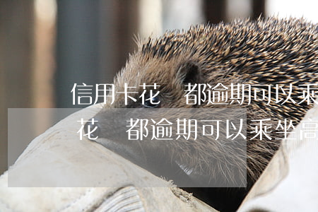 信用卡花唄都逾期可以乘坐高鐵嗎-信用卡花唄都逾期可以乘坐高鐵嗎現(xiàn)在