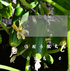 信用卡被丈夫透支無法還款(前夫用我的信用卡透支10幾萬不還怎么辦)