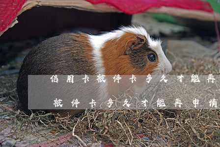 信用卡被停卡多久才能再申请开卡-信用卡被停卡多久才能再申请开卡呢