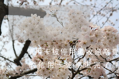 信用卡被停用還收逾期費(fèi)嗎(停用的信用卡逾期還完了應(yīng)該注銷嗎)