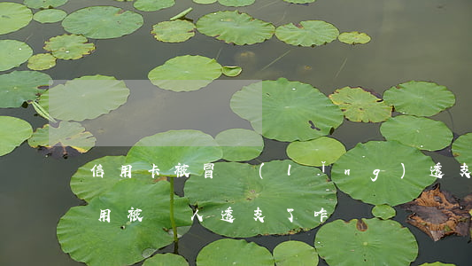 信用卡被冒領(lǐng)透支了怎么辦(信用被別人透支了咋辦)