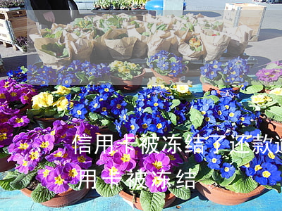 信用卡被冻结了还款逾期两天(逾期一个月信用卡被冻结)