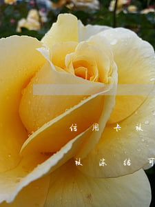 信用卡被冻结可以协商分期还款么-信用卡被冻结可以协商分期还款么吗
