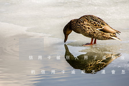 信用卡被別人用了逾期沒還怎么辦(別人用我的信用卡逾期不還會怎么樣)