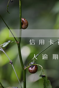 信用卡被別人逾期了還能再用嗎(信用卡被別人逾期了還能再用嗎嗎)