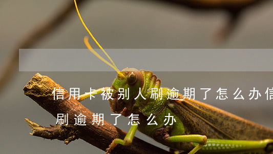 信用卡被别人刷逾期了怎么办 信用卡被别人刷逾期了怎么办