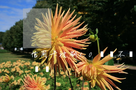 信用卡被刷10幾萬不還(信用卡一次能刷十萬嗎)