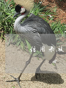 信用卡被拒和逾期有關系嗎