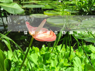 信用卡被自動銷戶欠的還用還嗎-