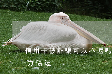 信用卡被詐騙可以不還嗎(遭遇詐騙信用卡無力償還)
