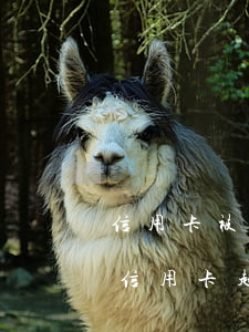 信用卡被起訴了開庭沒有去怎么辦-如果被信用卡起訴了,沒開庭期間一直在還錢