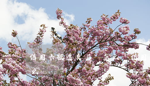 信用卡被透支后會怎么樣(信用卡透支了會怎么樣)