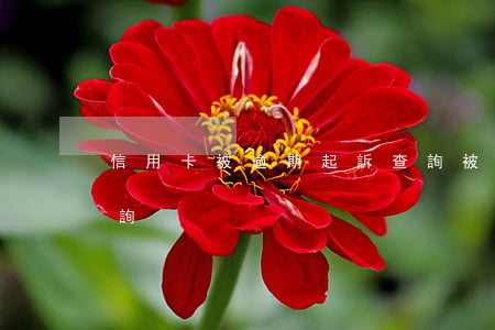 信用卡被逾期起訴查詢(被信用卡起訴怎么查詢)