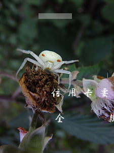信用卡要全額還款還不上怎么辦-信用卡要全額還款還不上怎么辦呢