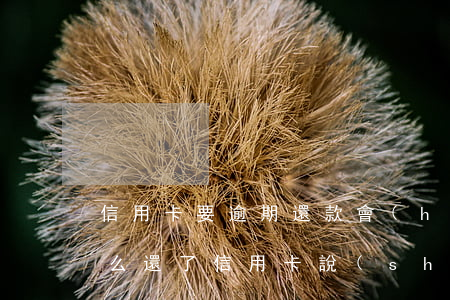 信用卡要逾期還款會(huì)怎么樣(為什么還了信用卡,說(shuō)我逾期了)