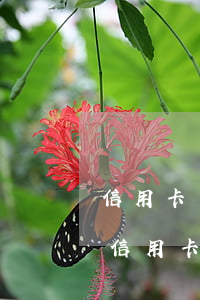 信用卡訴前調(diào)解要怎么處理-信用卡訴前調(diào)解員是真的嗎