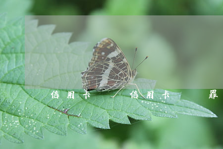 信用卡詐騙(信用卡詐騙罪)