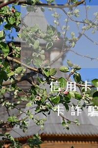信用卡詐騙罪惡意透支數額(惡意透支型信用卡詐騙)