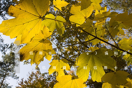 信用卡負(fù)債和逾期有啥區(qū)別(信用貸款和信用卡逾期哪個(gè)嚴(yán)重)