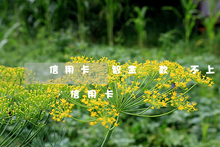 信用卡財智金貸款還不上怎么辦-財智金能還信用卡嗎
