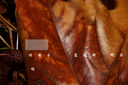 信用卡貸惡意逾期證明(信用卡貸惡意逾期證明)