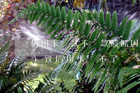 信用卡貸款不還款被抓(因被刑拘導(dǎo)致信用卡還不了)