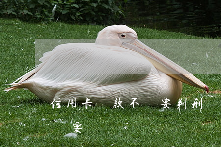 信用卡貸款不還要判刑嗎(信用卡欠款判刑后還要還嗎)