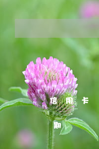 信用卡貸款未逾期(房貸沒逾期信用卡嚴重逾期)