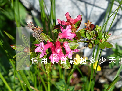 信用卡貸款超多少天逾期(信用卡 逾期 幾天)