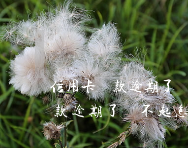 信用卡貸款逾期了還不起怎么辦呀(信用卡貸款逾期了還不起怎么辦呀)