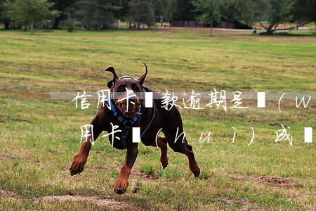 信用卡貸款逾期是網(wǎng)逃嗎(欠信用卡會(huì)成為網(wǎng)逃嗎)