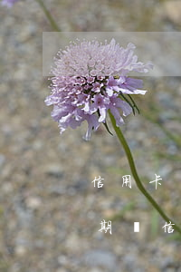信用卡貸款逾期的刑事責(zé)任(貸款逾期與信用卡逾期的后果是什么)