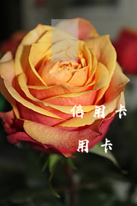 信用卡貸款逾期辦房貸嗎(房貸逾期可以辦信用卡嗎)