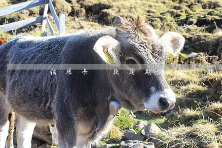 信用卡貸款逾期開庭(貸款逾期被起訴開庭)