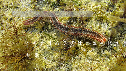 信用卡貸逾期有什么后果(信用卡信貸逾期的后果)