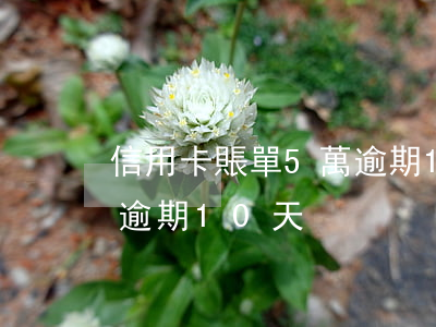 信用卡賬單5萬逾期10天(信用卡賬單5萬逾期10天)