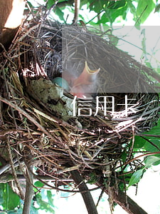 信用卡 賬單 利息（信用卡利息日期怎么算）