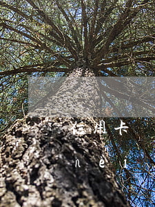 信用卡賬單后幾天算逾期(信用卡3天之內(nèi)算逾期嗎)