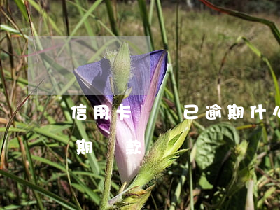 信用卡賬單已逾期什么意思(什么是信用卡逾期還款)