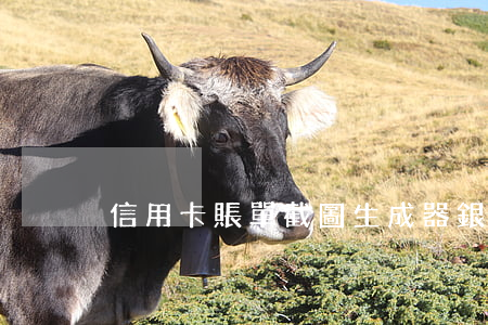 信用卡賬單截圖生成器(銀行卡賬單生成器)