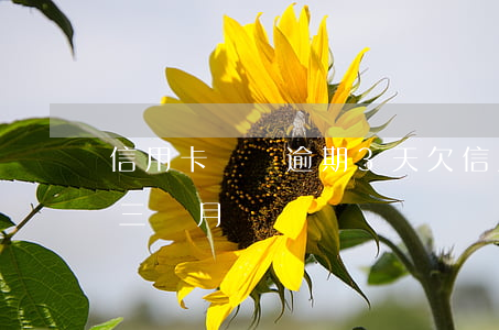 信用卡賬單逾期3天(欠信用卡的錢逾期超過三個月)