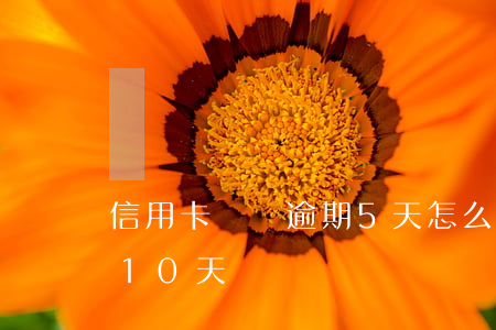 信用卡賬單逾期5天怎么辦(信用卡5萬逾期10天)