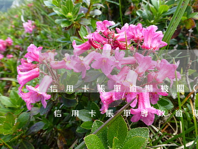 信用卡賬單逾期被關(guān)閉(未收到信用卡賬單導致逾期)