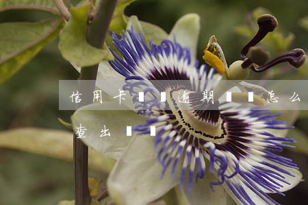 信用卡賬單逾期記錄怎么查(過期的信用卡能查出賬單?)