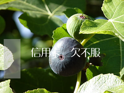 信用卡賬欠不服