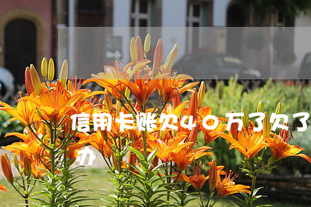 信用卡账欠40万了(欠了信用卡40万怎么办)
