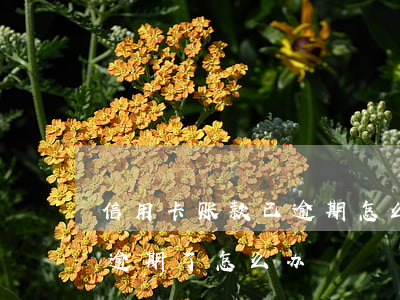 信用卡账款已逾期怎么办(所有的贷款信用卡逾期了怎么办)