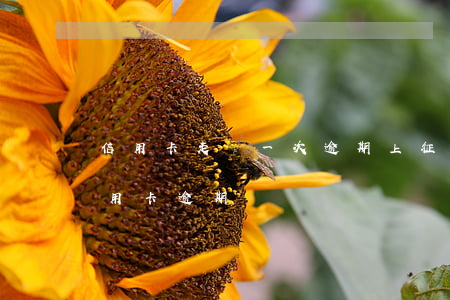 信用卡走過一次逾期上征信嗎(征信有兩次信用卡逾期)